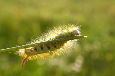 Yeşil tüylü tırtıl, yeşil bulanık arka plandaki çubuğun üzerinde.