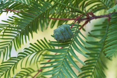 Metasequoia 'nın taze yeşil dalı, bulanık yeşil çiçekli arka planda bir koni ile ayrılır. 