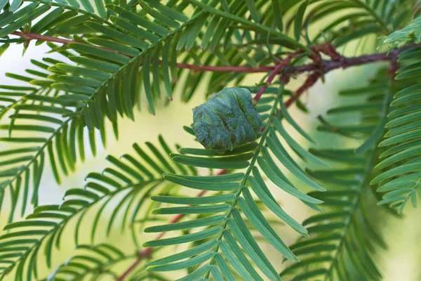 Metasequoia Nın Taze Yeşil Dalı Bulanık Yeşil Çiçekli Arka Planda — Stok fotoğraf