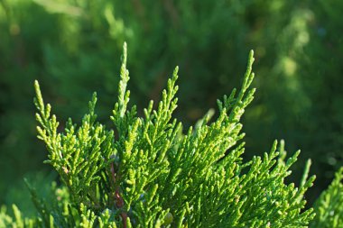 Güzel taze ardıç dalları bulanık yeşillik arkaplanda ışırken
