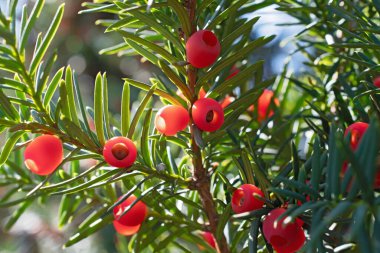 Bir sürü parlak kırmızı böğürtlen ve uzun ince yapraklı porsuk demetleri bulanık çiçek arkaplanında biraz bokeh ile birlikte. Latin nav - Taxus
