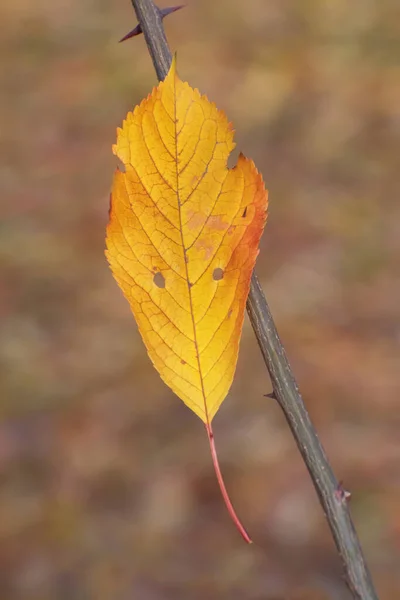 Красивый Ярко Желтый Осенний Лист Двумя Небольшими Отверстиями Зацепившимися Шип — стоковое фото