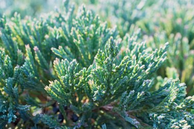 Güzel taze yeşil - turkuaz ardıç dalları Bulanık yeşillik arka plan yakın