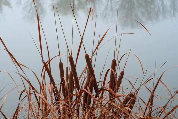 Bosjes Helder Bruin Riet Grijze Waterachtergrond Bomen Worden Weerspiegeld Het — Stockfoto