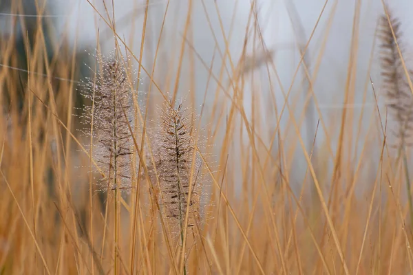 Twee Charmante Decoratieve Spikeletten Met Veel Dauw Druppels Achtergrond Van — Stockfoto