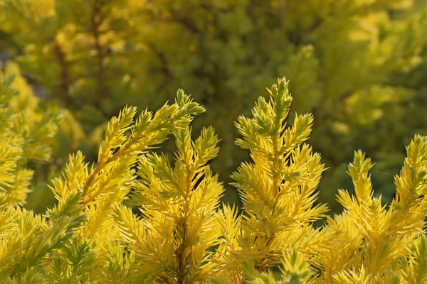 Удивительный Аномально Желтый Зеленые Ветви Можжевельника Луче Размытом Многоцветном Фоне — стоковое фото