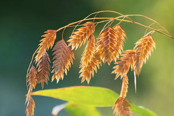 Incroyable Brin Avoine Rivière Sur Fond Floral Vert Flou Soleil — Photo