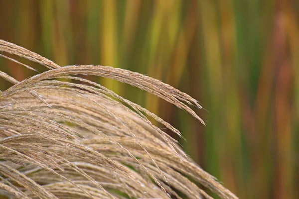 Charming Feather Grass Branches Closeup Blurred Bright Multicolored Sedge Leaves — Stock Photo, Image