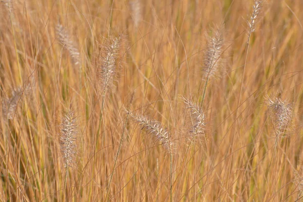 Incroyables Épillets Décoratifs Pelucheux Sur Fond Herbe Sèche Automne Floue — Photo