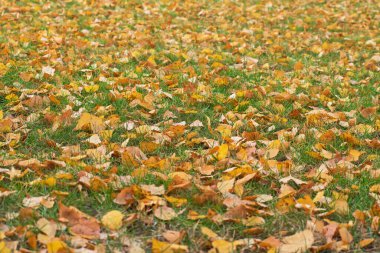 Düşen sarı sonbahar yaprakları güneşli bir günde yeşil çimlerin üzerindedir. Sonbahar arka planını doğal olarak kullanarak