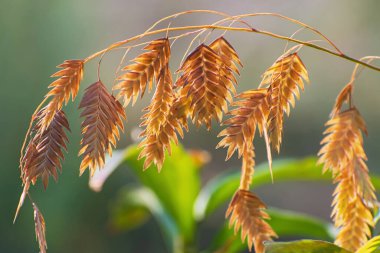 Bulanık yeşil çiçekli arka planda güneşli nehir yulaflarının güzel filizi. Latince adı Uniola latifolia
