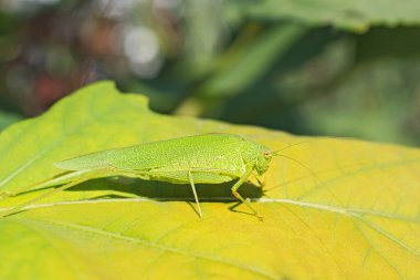 Sevimli açık yeşil çekirge sarı yaprağın üzerinde bulanık çiçekli arka planda duruyor. Makro