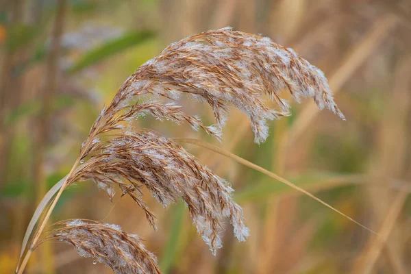 Charmantes Branches Herbe Plumes Avec Beaucoup Gouttes Rosée Sur Fond — Photo