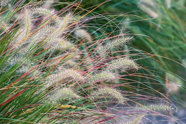 Vue Rapprochée Étonnants Épillets Décoratifs Pelucheux Multicolores Automne Longue Herbe — Photo