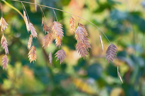 Mooie Takje Rivierhaver Wazig Groen Bloemige Achtergrond Zonnige Dag Latijnse — Stockfoto