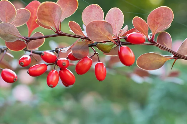 Amazing Branch Barberry Bright Red Berries Violet Leaves Closeup Blurred — Stock Photo, Image