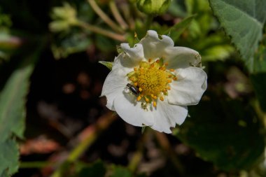 Çilek çiçekleri bir hafta süren şiddetli yağmurdan sonra biraz kirlendi.