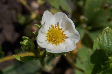 Çilek çiçekleri bir hafta süren şiddetli yağmurdan sonra biraz kirlendi.