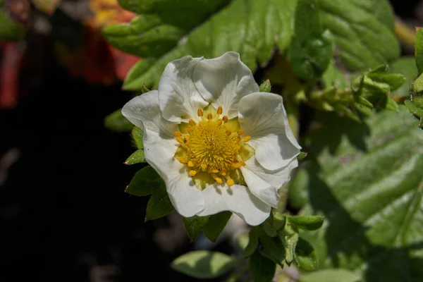 Strawberry Flowers Slightly Contaminated Week Heavy Rains — Stock Photo, Image