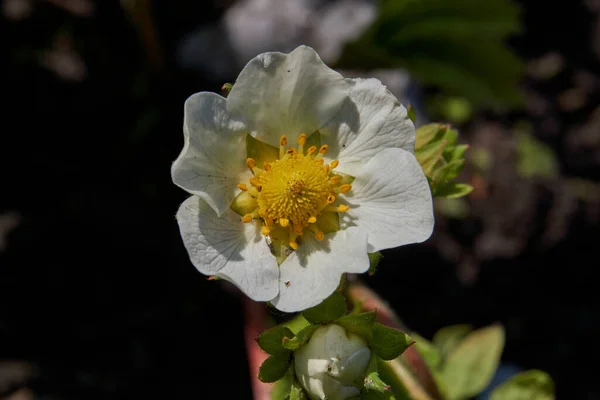 Strawberry Flowers Slightly Contaminated Week Heavy Rains — Stock Photo, Image