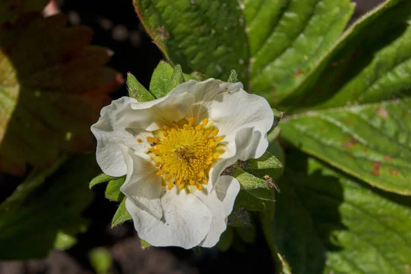 Flores Fresa Ligeramente Contaminadas Después Una Semana Fuertes Lluvias —  Fotos de Stock