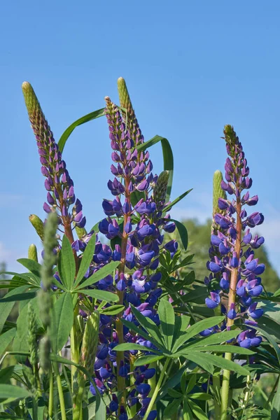 Yaz Lupine Bahçede Çiçek Açıyor — Stok fotoğraf