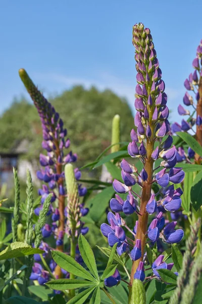 Verano Lupine Florece Jardín —  Fotos de Stock