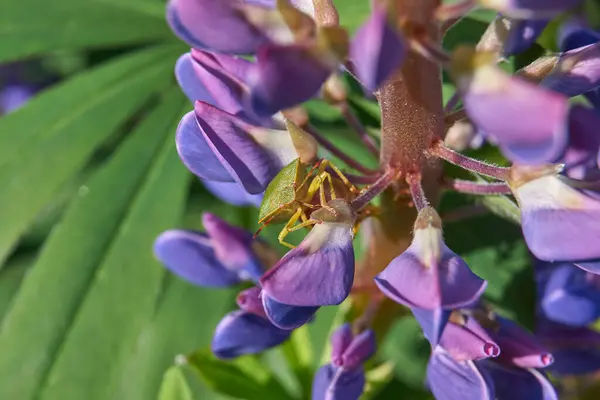 Grönt Träkryp Lat Palmprasina Lupinblomma — Stockfoto