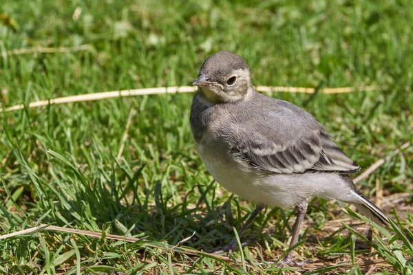 Wagtail Chica Arrastró Fuera Del Refugio Camina Largo Del Camino —  Fotos de Stock