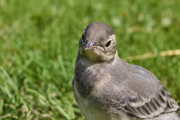 Wagtail Garota Rastejou Para Fora Abrigo Caminha Longo Caminho Jardim — Fotografia de Stock