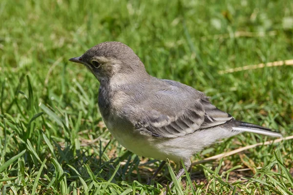 Kwikstaart Kuiken Kroop Uit Schuilplaats Wandelde Langs Het Tuinpad — Stockfoto