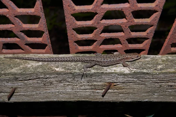 Lizard Sits Fence Garden — Stock Photo, Image