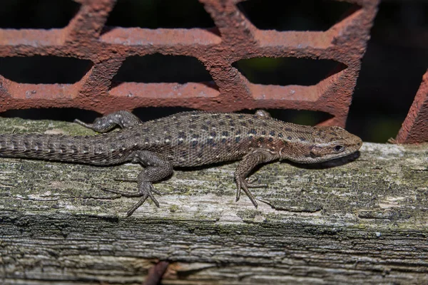 Lagarto Sienta Una Cerca Jardín —  Fotos de Stock