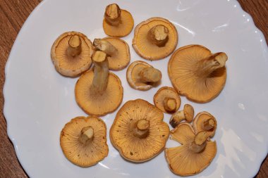 Chanterelles (lat. Cantharellus cibarius) - Çok lezzetli ve sağlıklı mantarlar.