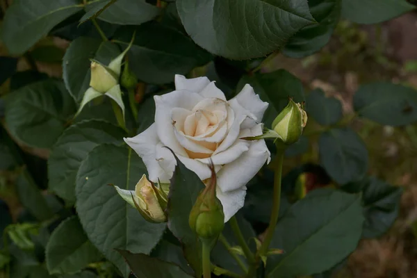 Verano Rosas Florecieron Jardín Una Casa Campo — Foto de Stock