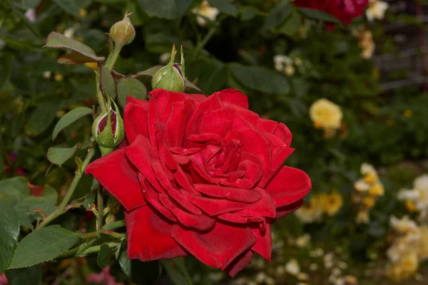 Verano Rosas Florecieron Jardín Una Casa Campo — Foto de Stock