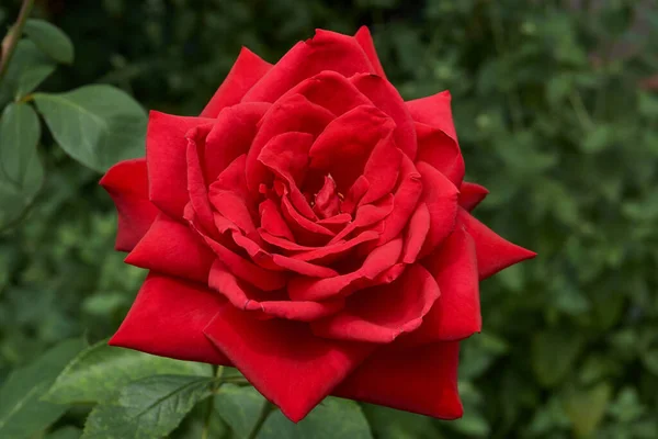 Verano Rosas Florecieron Jardín Una Casa Campo — Foto de Stock