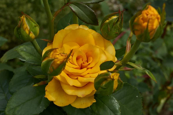 Verano Rosas Florecieron Jardín Una Casa Campo — Foto de Stock