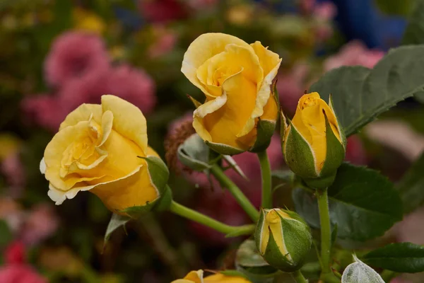 Verano Rosas Florecieron Jardín Una Casa Campo — Foto de Stock