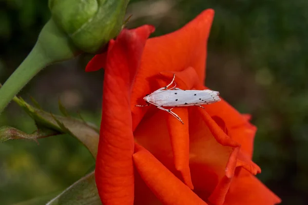 Růžové Květy Jablečné Můry Latin Hyponomeuta Malinella Malá Můra Čeledi — Stock fotografie