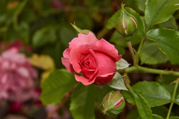 Verano Rosas Florecieron Jardín Una Casa Campo — Foto de Stock