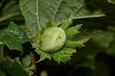 Fındık, Hazel (nadiren ağaç) türünün 20 türünden herhangi biri olan Hazel (Corylus) Birch ailesinden (Betulaceae), ortak fındık (Corylus avellana) ve Filbert (Corylus maxima)).