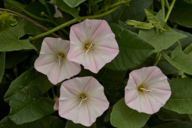Yaz. Evin yakınındaki çayırda bir yosun filizleniyor..