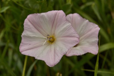 Yaz. Evin yakınındaki çayırda bir yosun filizleniyor..