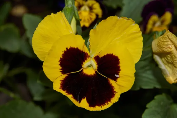 Summer Tricolor Fialová Nebo Macešky Latin Vola Trcolor Kvete Zahradě — Stock fotografie