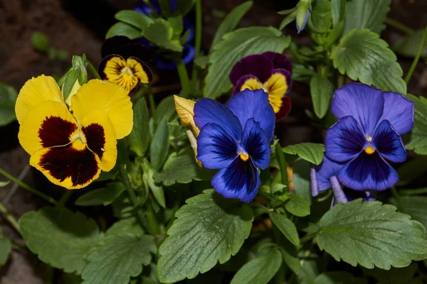 Summer Tricolor Violet Sau Pansamente Latină Vola Trcolor Înflorește Grădina — Fotografie, imagine de stoc