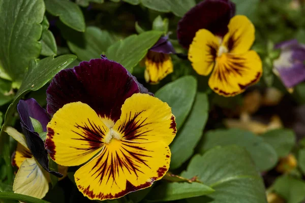 Estate Violetta Tricolore Margherite Latino Vola Trcolor Fiorisce Nel Giardino — Foto Stock