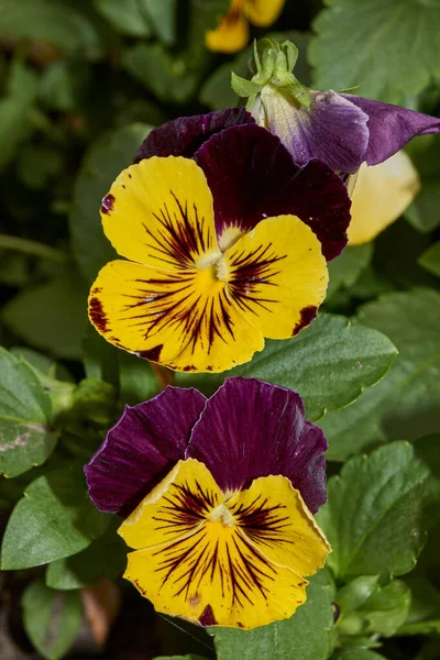 Estate Violetta Tricolore Margherite Latino Vola Trcolor Fiorisce Nel Giardino — Foto Stock