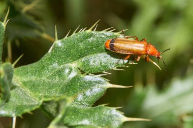Kızıl yumuşak böcek (lat. Rhagonycha fulva) bir kır evinin bahçesinde.