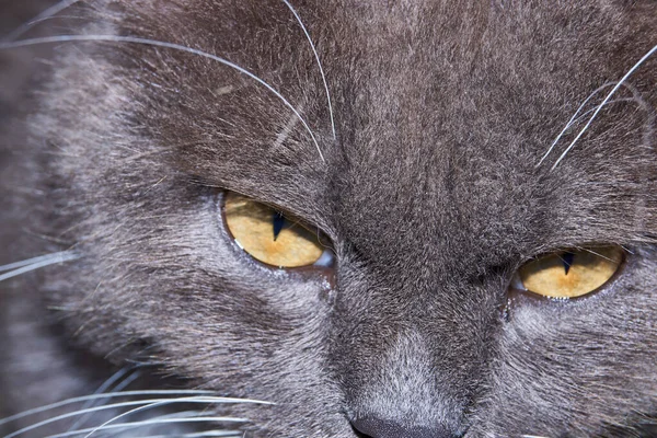 Einem Heißen Sommertag Sucht Eine Katze Ein Kühles Plätzchen Und — Stockfoto